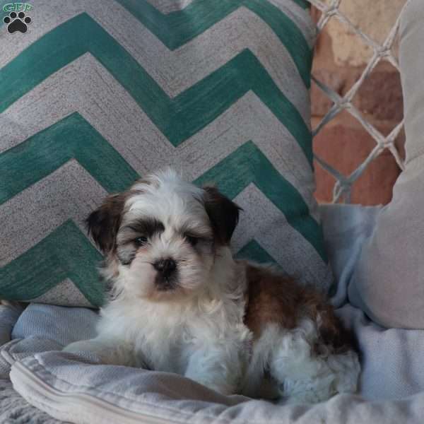 Spice, Teddy Bear Puppy